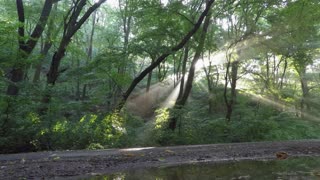 Sun shining through trees