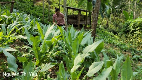 How to make a smart dining table - Harvesting ginger to sell at market