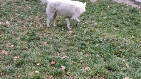 White dog #dogsofinstaworld #adoptdontshop #doggy #dogsofig #k #lovedogs #instadogs #instagood #nature #rescuedog #perros #cat #hund #photooftheday #animal #puppylife #happydog #bhfyp #hundeliebe #labrador #dogmom #pitbull #cutedog #goldenretriever #photo