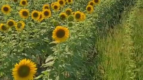 Why are sunflowers turning away from the sun?