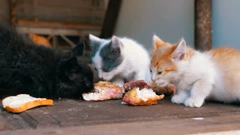 cats lunch monmet this video