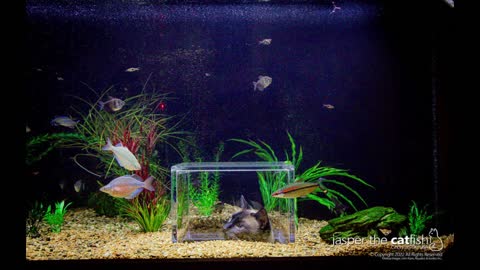 Jasper the Catfish Is So Lucky to Have a Unique Aquarium to Watch Fish