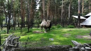 Big camel at the zoo.