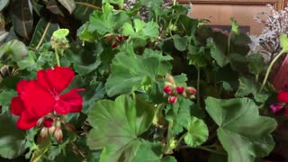 ❤️❣️🌹My beautiful Geranium plant i brought inside is blooming flowers 12/14/2020🌹❣️❤️