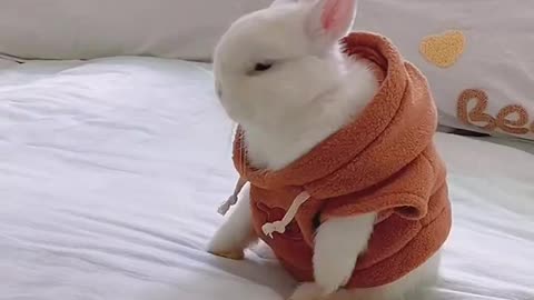 Bunny can dance