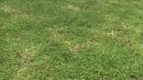 White chicken at fence walks towards camera