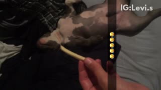 Dog wakes up for french fry