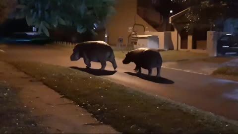 Two hippos take a stroll in Meer En See, Richards Bay