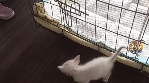 Kitten Cage Escape