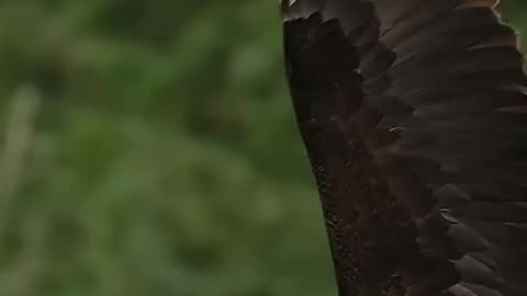 eagle decapitates fish and feeds while still in the air 😱😱😱😱😱
