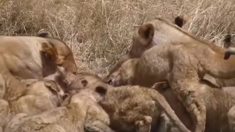 Lions hunt and eat