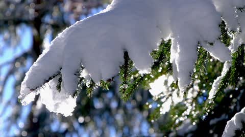 Winter Snow Tree Branch Sun Glitter Part-1