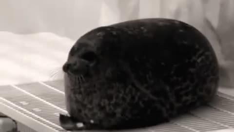 Fat seal