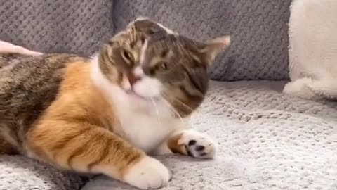 Funny cat