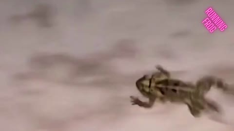 Funny animal video/running frog