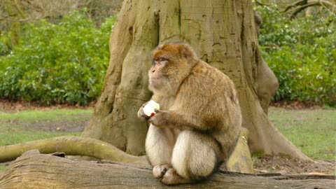 Cute ape eating apple