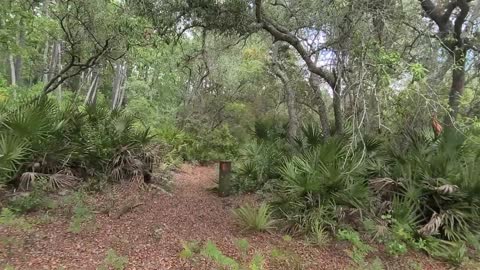Florida Trail Hike--Eaton trail road N Across CR314 deep into vicious Ocala National Forest Video 1