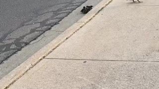 Ducklings Follow Mom Across Street and up a Curb