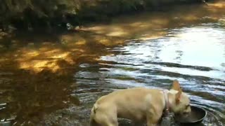 French Bulldog only drinks from bowl while standing in freshwater stream