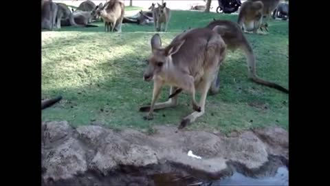 Cute baby animals - Funny Baby Kangaroos & Joeys Compilation