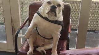 Guilty bulldog caught climbing up onto the furniture