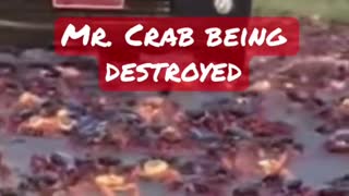 Mr. Crab being squashed