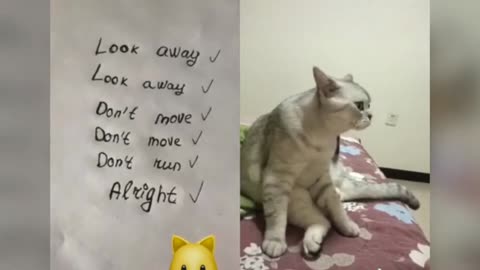 Cats talking these cats can speak english better than hooman -