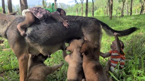 Baby monkey adopts dog as mother