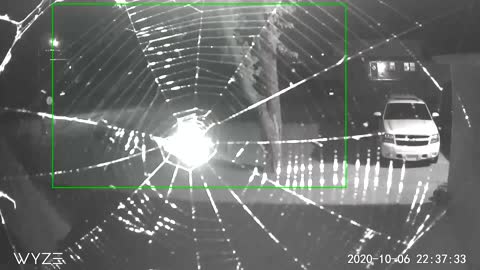 Time-Lapse of Spider Building a Web