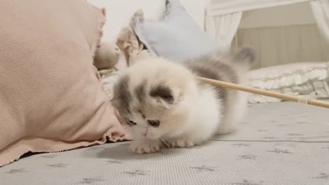Cute kitten vídeo shorts leg cat