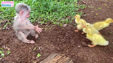 Baby monkey most funny video