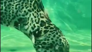 jaguar swimming