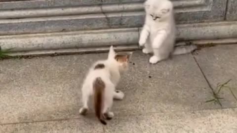 Beautiful cat fighting.😲😲