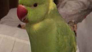 talking-parrot-says-choo-choo-train-with-the-cutest-voice-ever-downstreamer
