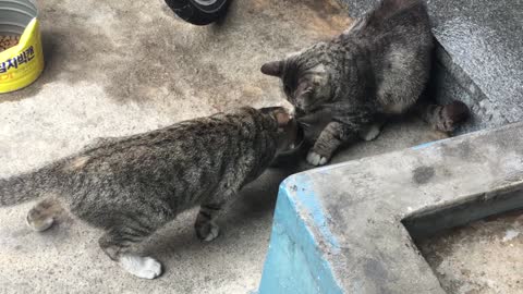 The cat is using its paws to intercept food.