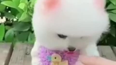 Cute dog video 2021 -- Cute puppy