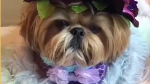 Top Funny Cute Dog Videos Compilation