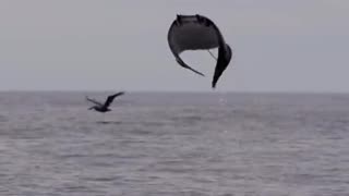 Manta rays are known for jumping out of the water, but scientists aren't sure why they