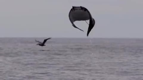 Manta rays are known for jumping out of the water, but scientists aren't sure why they