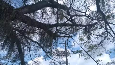 Ceiba en la victoria, valle, Colombia