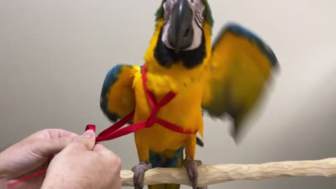 Baby Blue and Gold Macaw Puts On a Harness