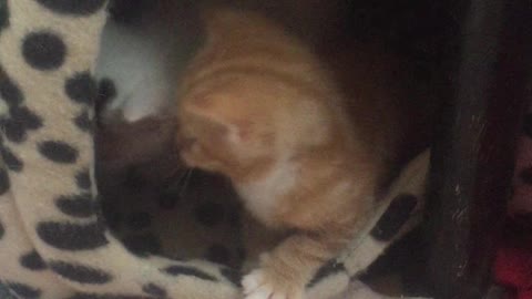 Fringes the kitten playing in the cat igloo with her bro