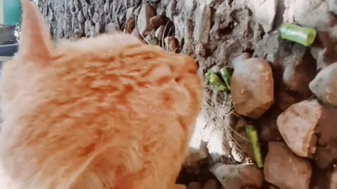 Cute Cat eating raw string beans