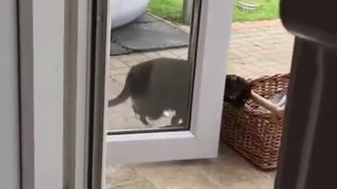 See how the smart cat opens the door by himself ! #shorts