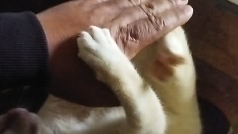 My cat playing and kicking off my hand 😂