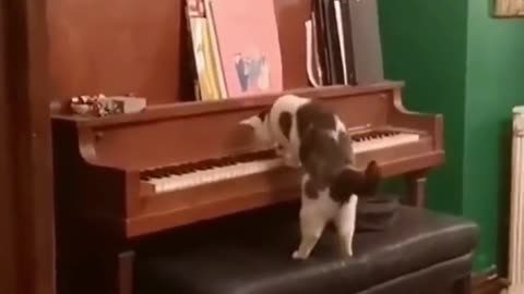 This cats play piano 🎹👌 very well