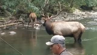 Elk Share Stream with Fisherman