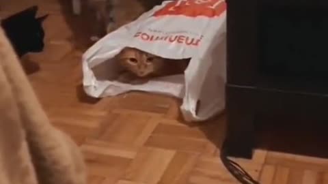 One cat suddenly got scared when it saw another cat in the shopper