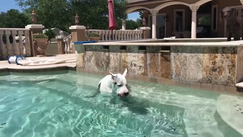 Joyful Great Dane Jumps Out of the Pool To Greet his Dad