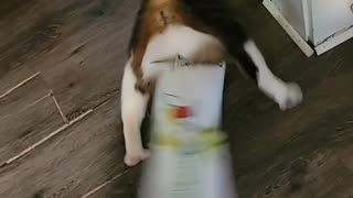 Curiosity Gets Kitty Stuck in Soda Box